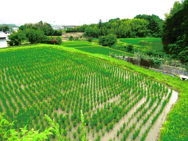 矢田寺駐車場から