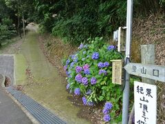 登山口です。
紫陽花が鮮やかでした。