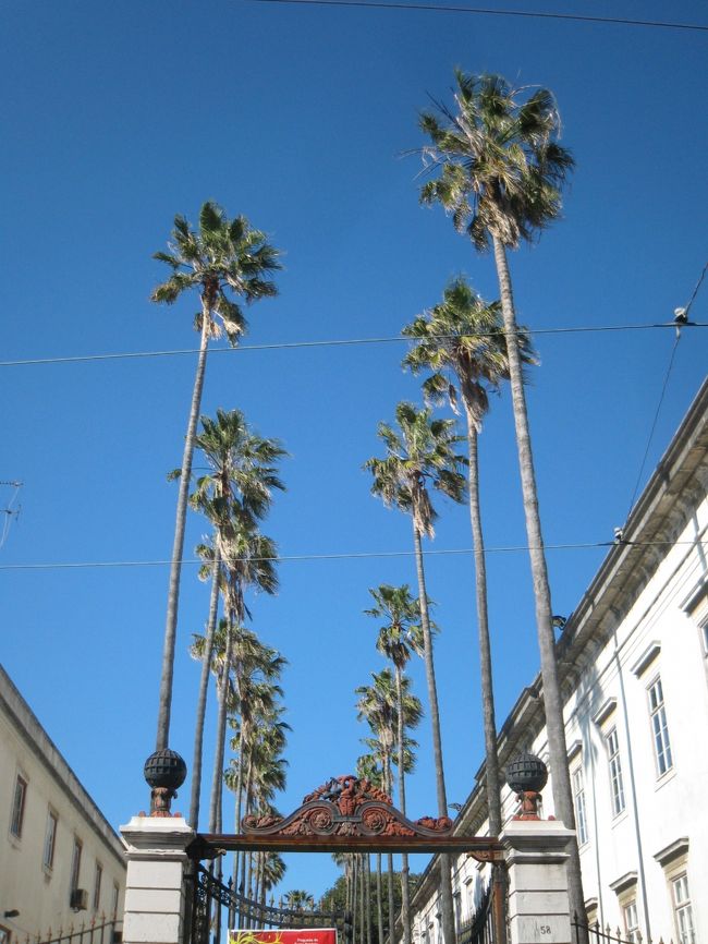 夕方のお散歩に出発。<br />3日間を振り返ってみると、Rua da Escola Politecnicaは平坦な道だし、素敵なお店も点在しているし、歩きやすい雰囲気。しかも、Principe Real広場を横目に見て、最後にSao Pedro de Alcantara展望台が待ち構えているというドラマチックさ。ホテルから街中に歩いていくのに、距離自体はちょっと長めではあるけれど、散歩のつもりでぷらぷらするのには悪くありません。ケースバイケースで、Rato駅を利用するのと組み合わせるといいのではないかな〜(さすがに3日間ずっとこの往復だけだと飽きる感じでした。脇道に行くと、ぐっと方向がずれるので、そういうわけにもいかないし。)<br /><br />植物園の入り口のところ。なんだか南国みたい。<br />写真的には電線がイマイチだ。