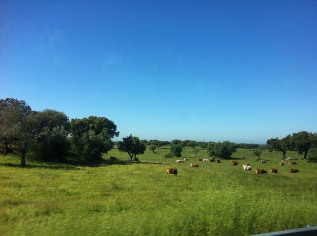 バスは少し遅れてやって来ました。こういう何もないところで遅れられると相当ドキドキしますが、同じバスに乗る人に「大丈夫よ〜」と言ってもらう。料金はバスの中では払えなくて、Evoraで払うように言われたような気がする(うろ覚え)。途中で降りる場合どうするのかな？途中、止まらなかったっけ？？<br /><br />牛。