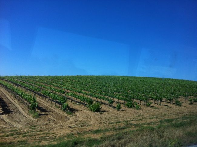 葡萄畑。<br /><br />見えるもの＝食べるもの。