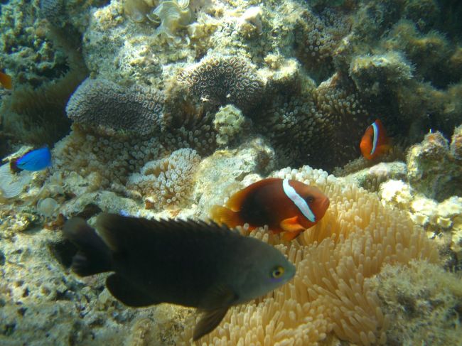 ハマクマノミ発見。
