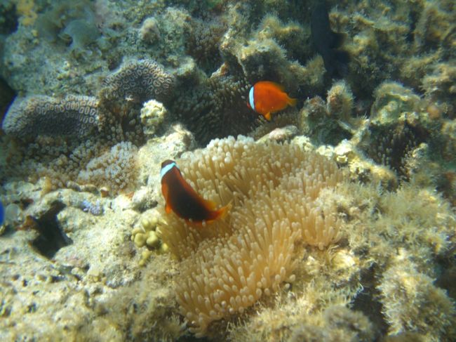 カクレクマノミもセジロクマノミも見たけどなぜか写真はハマクマノミばかり。すみません。