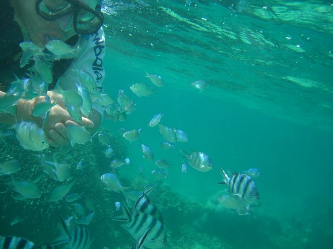 魚にエサをやったらエライことに。