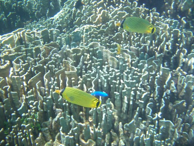 青サンゴ。ここ白保の海は世界最大の青サンゴの群落があります。