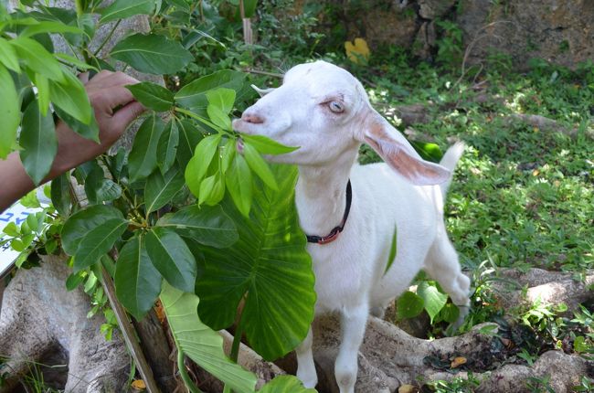 鍾乳洞入り口にやぎさん。
