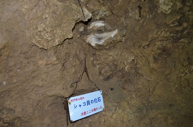 シャコ貝の化石