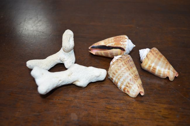 箸置きのサンゴと貝殻