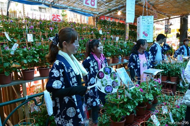 夏の風物詩 入谷朝顔市 谷根千の街歩き 上野 御徒町 東京 の旅行記 ブログ By Morino296さん フォートラベル