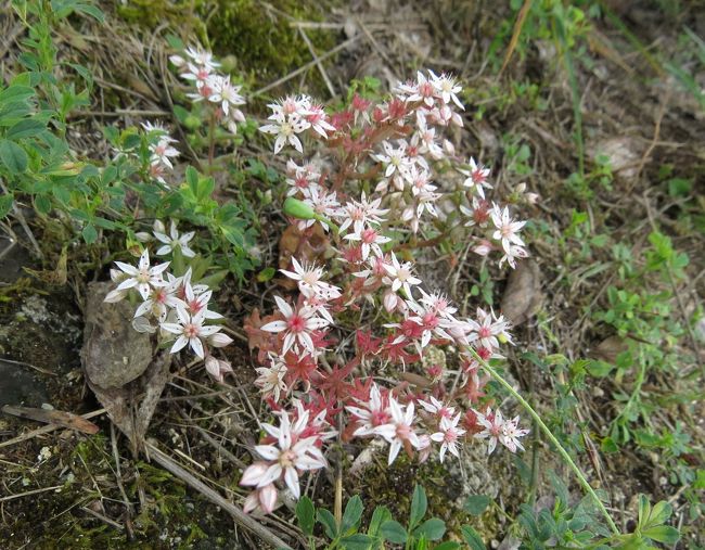 ネコノメソウの仲間でしょうか。