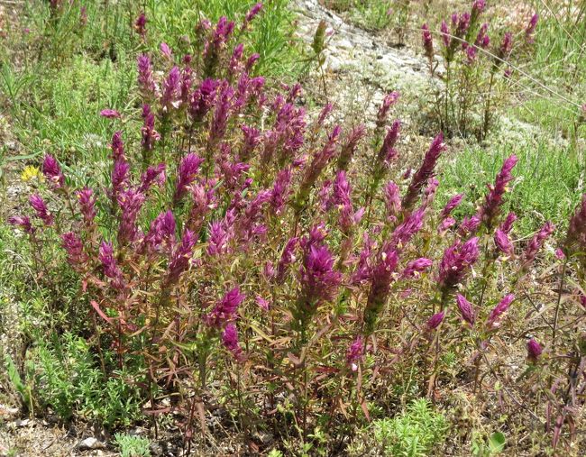 ケイトウの原種でしょうか。