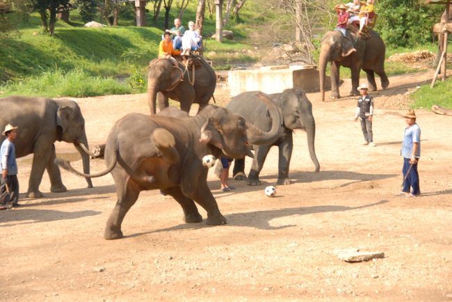 翌日は初日に乗ったタクシーの運ちゃんと交渉により決めた1dayツアー。子連れなので団体には参加し辛く、このようなタクシー1日貸切がベストだと思います。運ちゃんと直接交渉すればそこそこお安くなると思いますし。<br />まずはメーサーエレファントキャンプへ。
