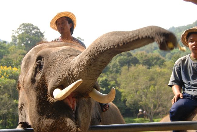 象さん音楽に合わせて全力で鼻回してくれます。初めて目にするゾウの大群に息子は目をパチクリさせていました(笑)。