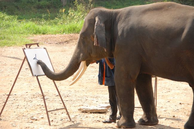 賢いゾウさんによるお絵描きタイム。出来上がった作品はその場で販売。買う気にならない高値で販売されてましたが見事完売御礼。
