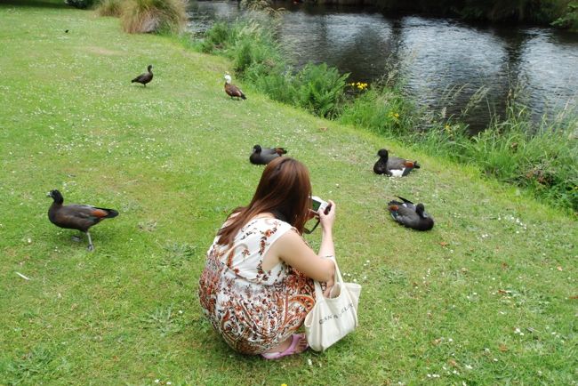 川沿いをずっと散歩して行きます。川端にはカモたちがいっぱい。近くまで寄っても逃げることなく写真を撮らしてくれます。息子は疲れていたのかカモには目もくれず背負子の中でスヤスヤお休み中。
