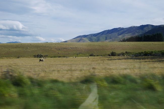 レイクテカポまでの道のりを考えるとのんびりは出来ず、後ろ髪を引かれる思いでアカロアを出発。そこら中にニュージーランドらしい羊の風景が広がります。
