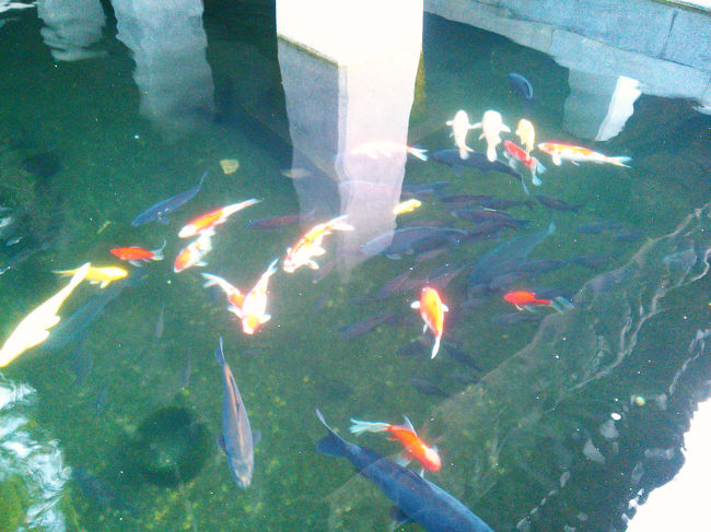 カラフルな鯉がたくさんいましたよ〜