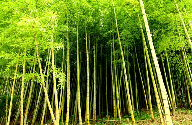 竹林はその足元がら広がりを魅せてくれる。<br />思考を巡らせれば如何様にも世界は広がる。