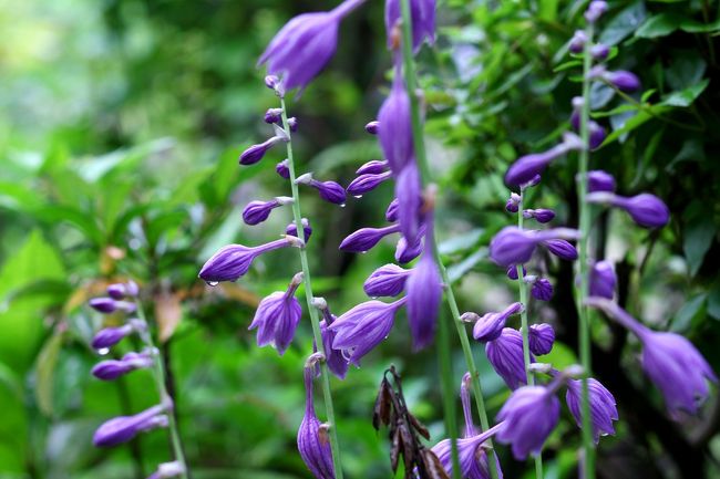 境内でいただいた色彩。<br />