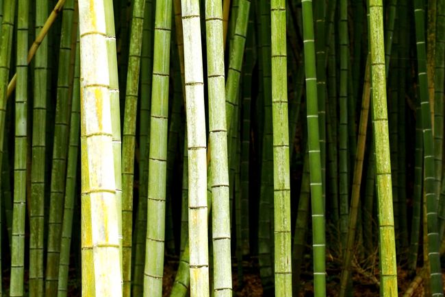 天さんは竹姿が大好き。