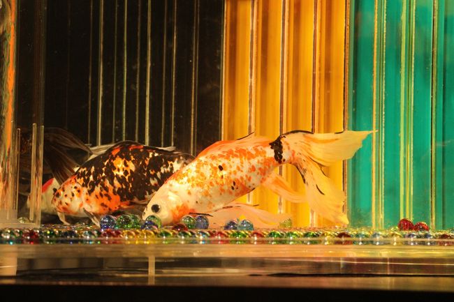 金魚鉢がアートになった アートアクアリウム14 江戸 金魚の涼 日本橋 東京 の旅行記 ブログ By ニッキーさん フォートラベル