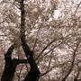 北上・角館の桜