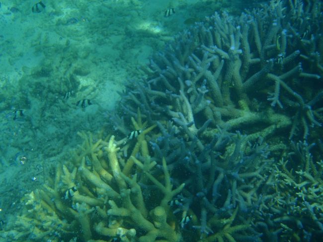 カメラマンの腕が悪いから<br />うまく撮影できませんが、いろいろと撮ってみました。