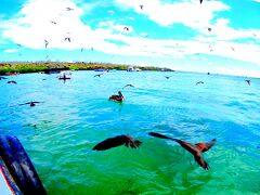 ここに飛び交う海鳥（ペリカンやら）の数に驚くのが、最初のガラパゴス・インパクト。これで一気にボルテージが急上昇！