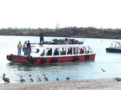 【恋焦がれてガラパゴス】

サンタクルス島側では、写真のようにペリカンやら水鳥たちが迎えてくれます。