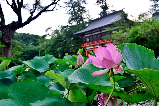 宇佐神宮の古代蓮』宇佐・豊後高田(大分県)の旅行記・ブログ by 気まぐれなデジカメ館さん【フォートラベル】