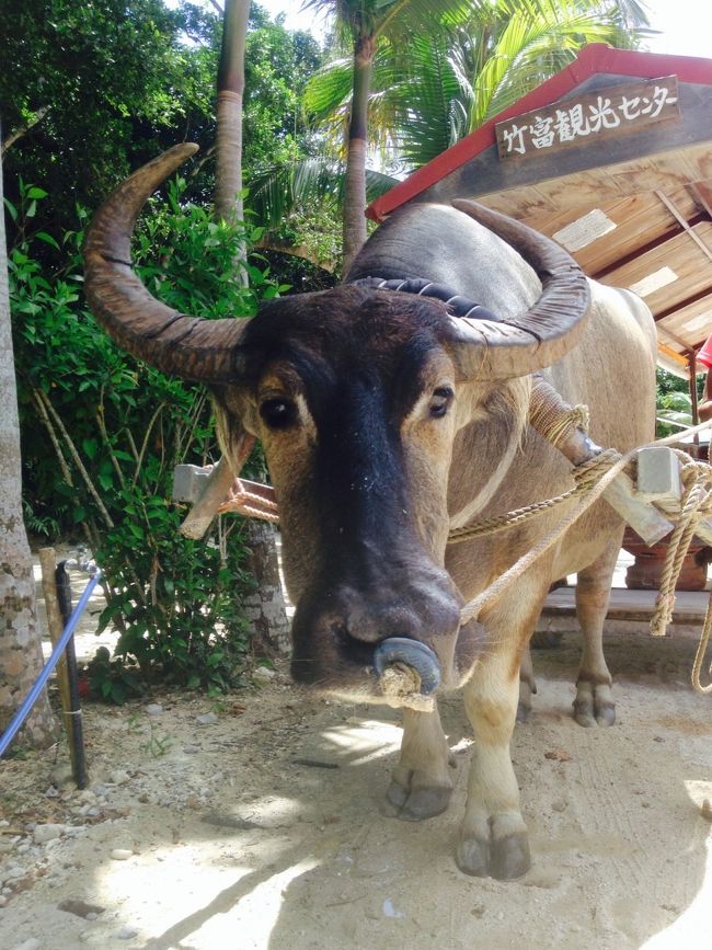 お世話になった水牛の結君<br />暑くて大丈夫だよね。木陰で立ち止まりながら、ゆったりと動きます。<br />ただ、街の景観を損ねる看板が多いのには閉口してしまいました。<br />さあ、お次はサイクリングです。