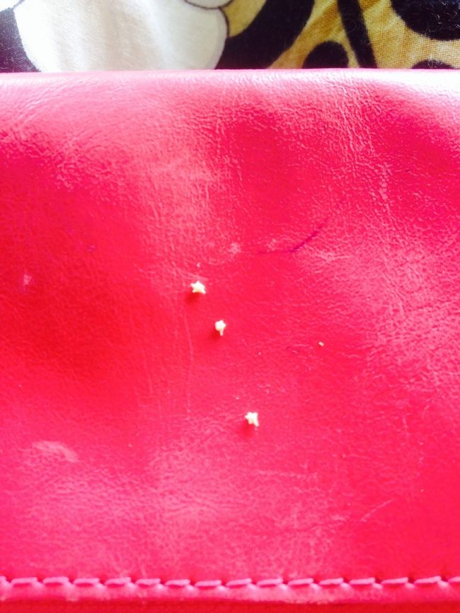 せっかくなので、手のひらに砂を付けて、星の砂を探してみました。<br />一回に一つ位ありましたが、瓶入りの砂の量を探すのって結構大変ですね。