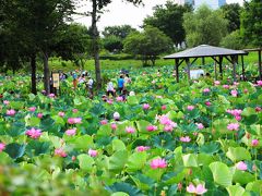 古代蓮（行田蓮）は早朝に花開き、昼前には閉じてしまう。
だから、古代蓮を見に行くには早起きが必須。

まだ夜も明けぬ4時に起き、身支度を整え、始発の電車に間に合うようにと家を出ようとしたその時、防災無線の大きな音が鳴り響いた。
とっさに何の意味を持つ音なのか思い出せずにいたが、すぐに緊急地震速報と気づき、家族を叩き起こす。
幸い、地震の規模はそんなに大きくなかったが、久しぶりに耳にしたあの音。
大震災の記憶が頭をよぎり、外出を取りやめようかとさえ思った。

暫くTVで状況を確認し、大丈夫そうと判断してから出かけたが、震災時に土地勘のない場所にいるのはやっぱり不安。


古代蓮が咲いているのは埼玉県行田市にある古代蓮の里。
公共交通機関利用の場合は、行田駅を6：30に発つシャトルバスが古代蓮の里に一番早く到着する交通手段となる。

始発のシャトルバス（行田-古代蓮の里:200円）で到着した古代バスの里。
駐車場（500円）は8割がた埋まっていて、明らかに始発のシャトルバス利用組は出遅れていることが明白。

運が良ければ蓮が花開く様子を観察できるかと思っていたが、さすがにそれは無理そうだ。

古代蓮の里には古代蓮（行田蓮）以外にも、多くの蓮があり、ついついそちらにもトラップされそうになるが、誘惑を振り切り古代蓮の咲く池へと向かう。
