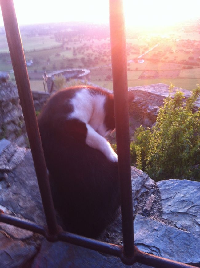 席の傍をうろうろする猫。フツウ、レストランだと生き物はイマイチなものですが、屋外だからか、猫の堂々たる雰囲気によるものか･･･まあいいかと。「名前なんて言うんですか」「Estlera(*)。星っていう意味さ」<br /><br />*「Starだよ」って教えてもらって、帰ってきてからポルトガル語の単語を調べたのですが、星、という意味の言葉は沢山あった。多分これじゃないかと。。