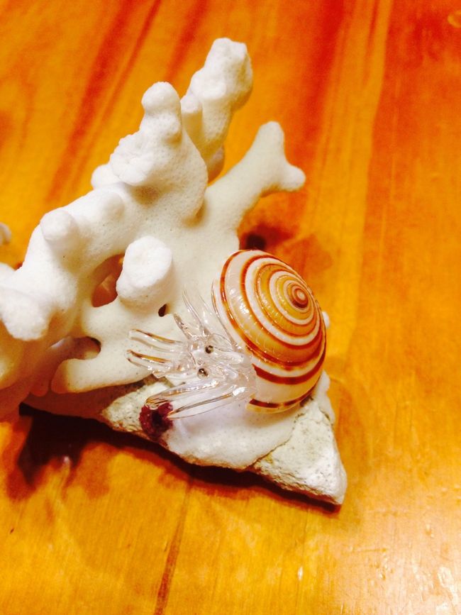 お土産屋さんで見つけた、ガラスのヤドカリ、カメもあったよ<br />3つで￥1000