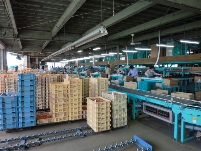 こちらのラインで大きさ、傷、熟成度等を判別し、市場に出回らない完熟した桃が試食として振る舞われ、また、購入ができます。