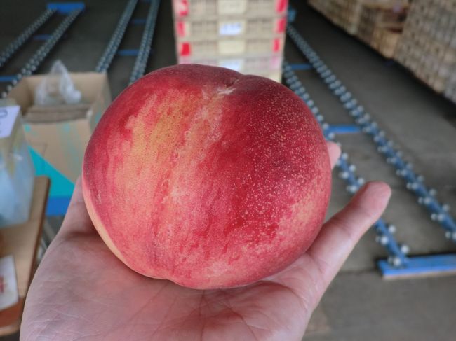 本日１個目の桃。この日は「日川白鳳」という品種。みずみずしくとっても甘い桃でした。