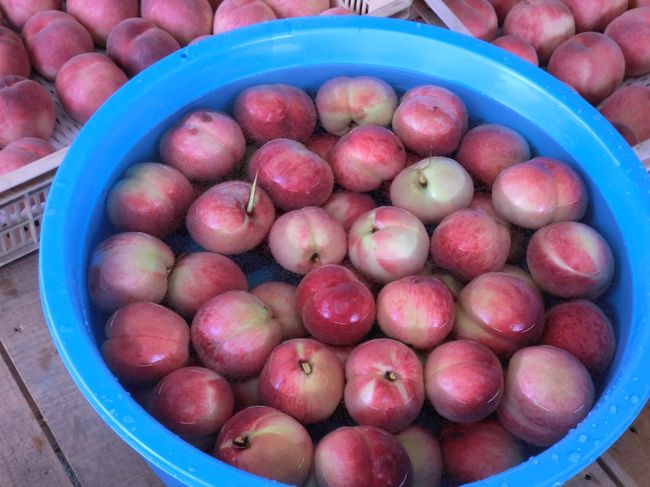 こちらはタライに桃がびっしり。こちらから試食させていただきます。