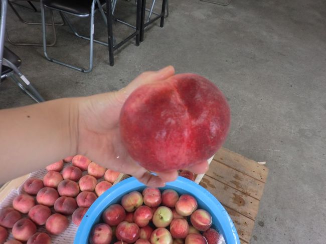 少し小さ目を選びます。本日２個目ですが、おなかが膨れてきました。