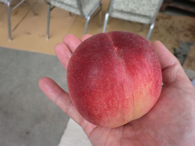 本日３個目。無料で頂けるなんてホントに贅沢です。試食が１個単位って！