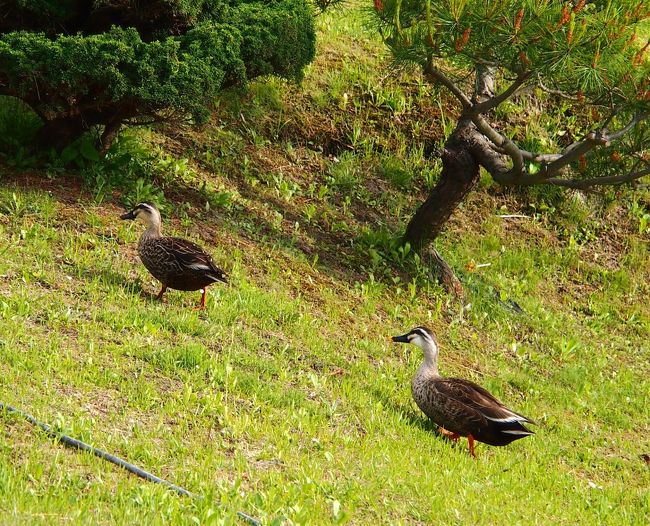 池に向かう坂道を、鴨がひょこひょこ歩いています。
