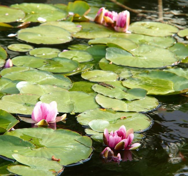 小さな池には睡蓮が・・・。もう夕方だから、ちょっと閉じ気味。