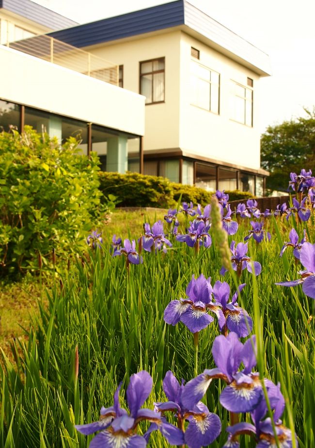 アヤメが色鮮やか〜〜！