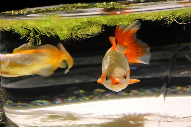 真夜中の輪舞曲 妖しくも涼やかに…金魚が舞う江戸の粋 【アート
