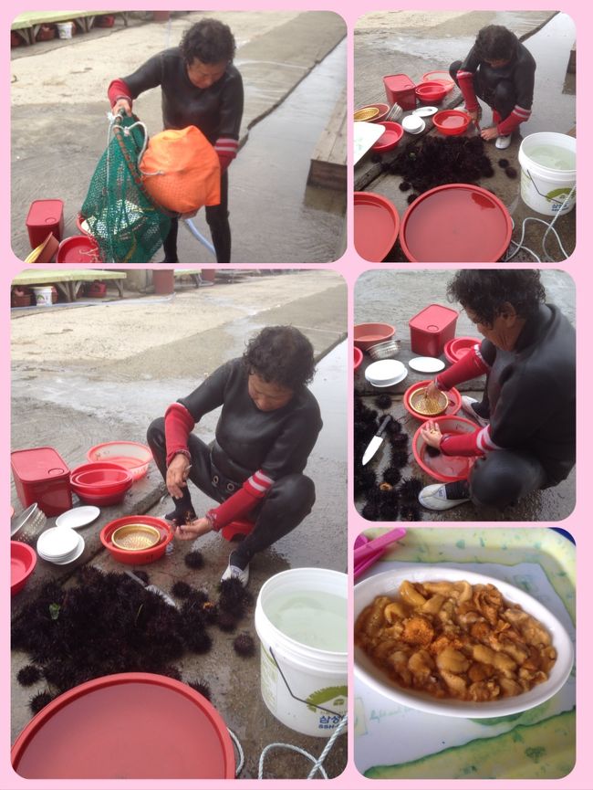 食事を終えて外を見てたら<br />さっき海に入って行った海女さんが帰ってきた！<br /><br />何が取れたのか聞いたら<br />『ウニ』<br />籠の中から沢山のウニを出してました。<br /><br />食べさせてもらえるのかって聞いたら<br />一皿10000ウォン<br />日本円で1000円。<br /><br />せっかくだからお願いしたら<br />なんと<br />ウニ15個分くらいも！<br />安い!!<br />ムラサキウニだし！<br />まだ生きているウニを食べたの初めてでした。<br />めっちゃ甘かったです！<br />酢飯ほしかった。。。<br /><br />