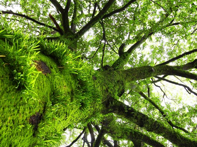 目指す途中。<br />こんな年輪告知にも惹かれた。