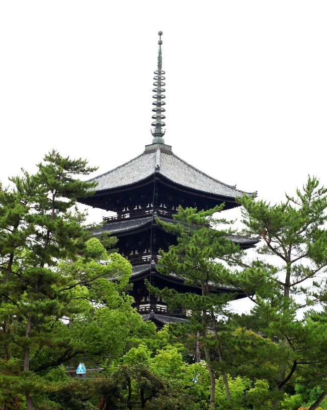 実物としばし見比べる。(*^_^*)<br />天さんの時間潰しには、もってこい。<br />