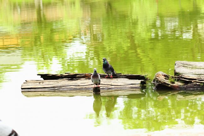 アレッ・・・<br />家主が違わないかい？