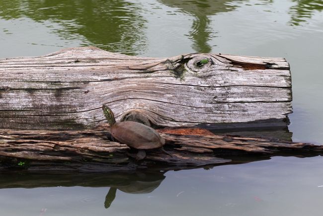 家主御帰還です。。。