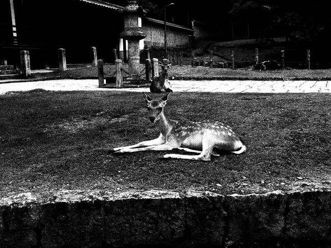 この子はお出迎えしてくれた。(*^_^*)